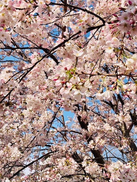 桜が咲いて芦屋にも友達にも春がやってきました